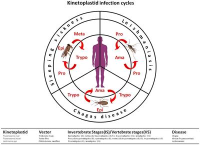 Human Kinetoplastid Protozoan Infections: Where Are We Going Next?